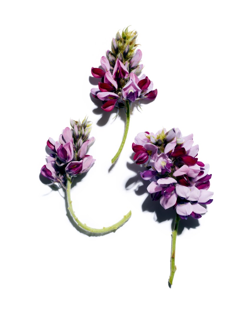 Clarins_AA Treatment Essence_Pueraria Lobata