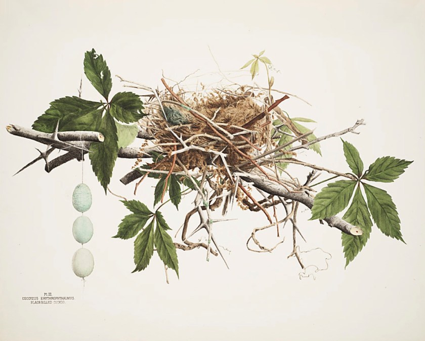 illustrations-of-the-nests-and-eggs-of-birds-of-ohio