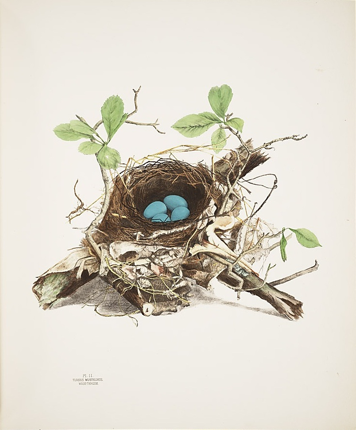 illustrations_of_the_nests_and_eggs_of_birds_of_ohio_-_plate_ii_-_smithsonian