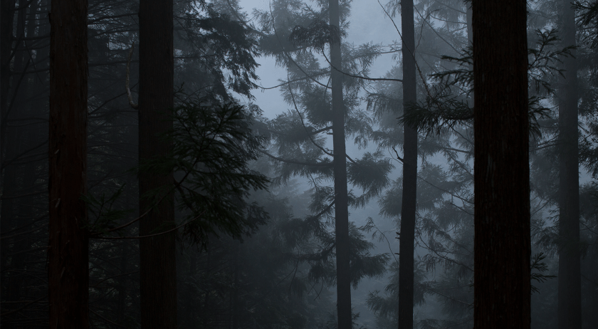 Aesop-Hwyl-Forest-2000x1100px